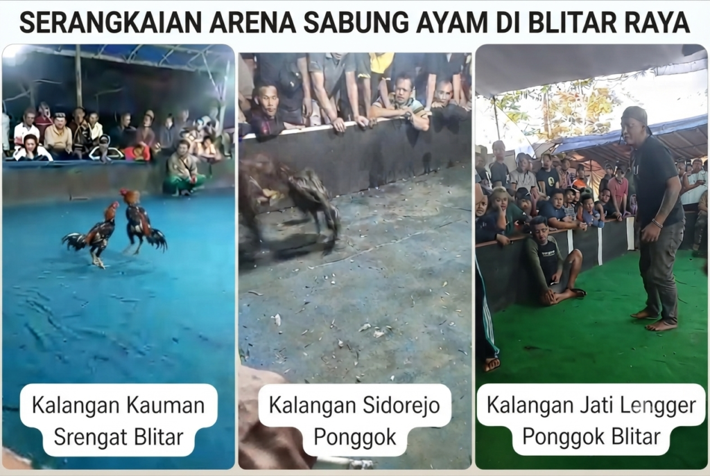 Perjudian Sabung Ayam Marak di Dua Kecamatan Blitar: Polres Diduga Lamban, Aktivis Desak Tindakan Tegas